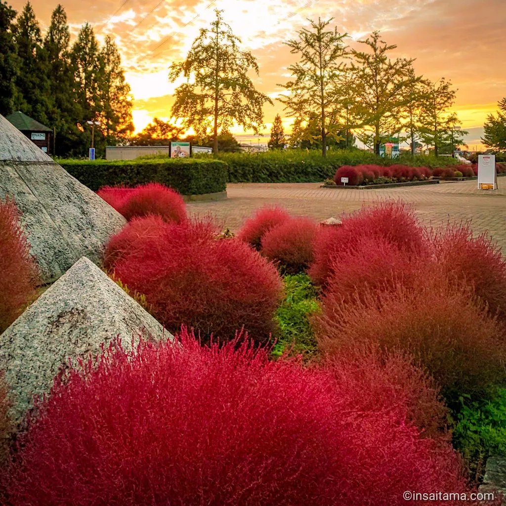 🏞️ 카조 하나사키 공원 이미지 5